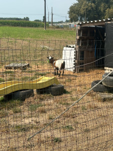 Photo de galerie - Garde animaux