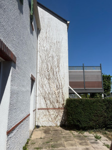 Photo de galerie - Enlèvement lier grimpant après