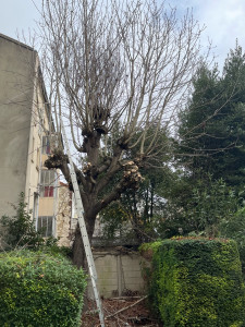 Photo de galerie - Elagage et coupe d'arbres
