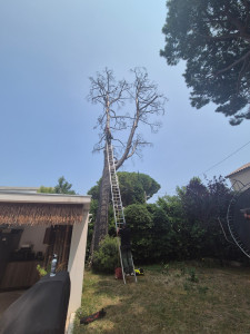 Photo de galerie - Elagage et coupe d'arbres