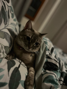 Photo de galerie - Je possède déjà un chat 