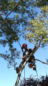 Photo de galerie - Toilettage taille s'éclaircit et élimination des bois morts
