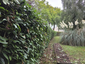 Photo de galerie - Taille de haies et d'arbustes