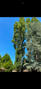 Photo de galerie - Abattage