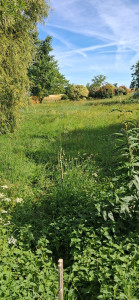 Photo de galerie - Avant debrousaillage 