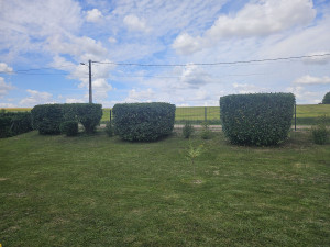 Photo de galerie - Taille de haies