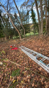 Photo de galerie - élagage 