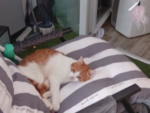 Photo de galerie - Patou et son relax en terrasse au frais le soir
