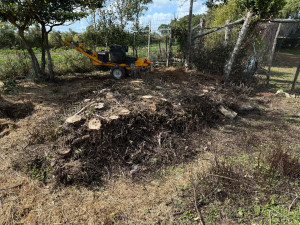 Photo de galerie - Elagage et coupe d'arbres