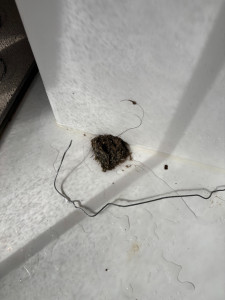 Photo de galerie - Retrait de cheveux dans un siphon de lavabo merci mesdames 