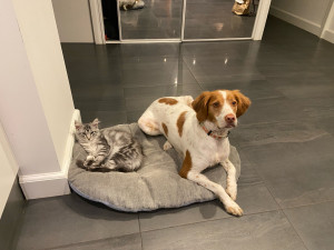 Photo de galerie - Chien et chat font bon ménage!