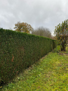 Photo de galerie - Taille de haies et d'arbustes