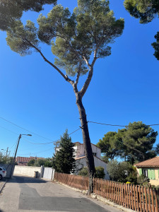 Photo de galerie - Elagage et coupe d'arbres