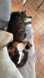 Photo de galerie - Garde chat
