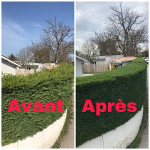 Photo de galerie - Taille de haie avant après