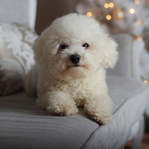 Photo de galerie - Corneil 2 ans