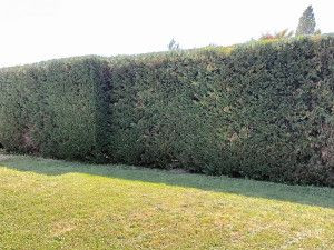 Photo de galerie - Taile des haies et des arbustes 