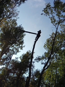 Photo de galerie - Démontage arbre