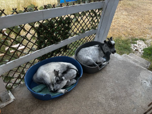 Photo de galerie - Garde animaux