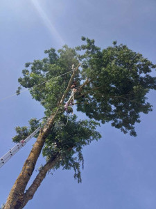 Photo de galerie - Elagage et coupe d'arbres