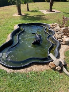 Photo de galerie - Garde chien