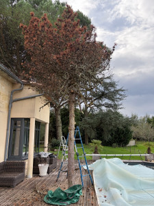 Photo de galerie - Elagage et coupe d'arbres