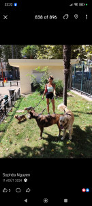 Photo de galerie - Garde chien