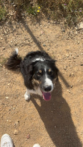 Photo de galerie - Garde chien