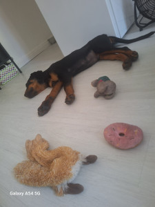 Photo de galerie - Petit loulou en garde pdt 15 jours