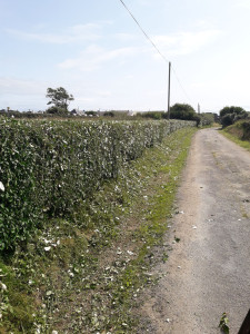 Photo de galerie - Taille de haie