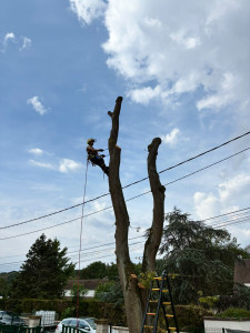 Photo de galerie - Abattage et demontage de 2 chenes au dessus de lignes electrique et telephone + cloture
