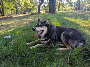 Photo de galerie - Garde chien