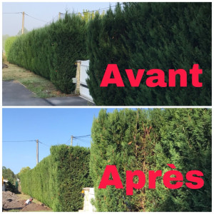 Photo de galerie - Taillage de haie avant et après mon intervention 