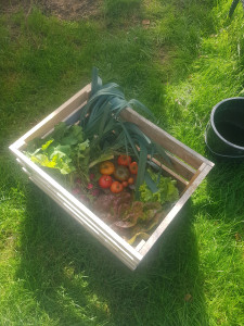 Photo de galerie - Récolte  des légumes pour faire votre panier 