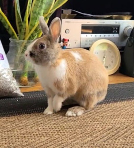 Photo de galerie - Lapin que j'ai gardé!