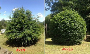 Photo de galerie - Taille d'arbustes Avant/Après 