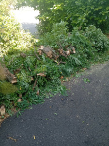 Photo de galerie - Elagage et coupe d'arbres