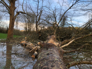 Photo de galerie - Vous avez des arbres tombés et vous voulez en faire du bois de chauffes pour le revendre ou bien vous chauffez ? N’hésitez pas à me contacter. 
