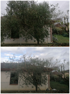 Photo de galerie - Elagage et coupe d'arbres