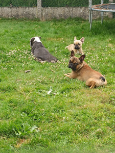 Photo de galerie - Bonjour je vous présente mes 3 loulous, osiris old english Bouledogue de 5 ans et Uroy et Ulyna bouledogue français de 1 an, j'ai également 3 chats