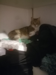 Photo de galerie - Garde chat: garde à mon domicile ou passage au vôtre. 