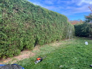 Photo de galerie - Haie 