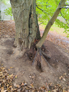 Photo de galerie - Paysagiste - Aménagement du jardin