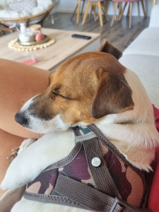 Photo de galerie - La petite Romy gardée pendant 10 jours à mon domicile. ♡