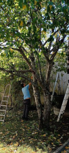 Photo de galerie - Eclaircissage sur cerisier dans l 'agglomération dijonnaise