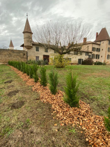 Photo de galerie - Plantation d'une haie de cyprès de Leyland avec apport de paillage organique. 