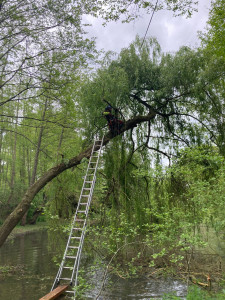 Photo de galerie - Taille sanitaires sur un saule au dessus de l eau. 