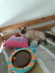 Photo de galerie - Garde de chat à domicile avec beaucoup d'attention, de soins et de tendresse.
