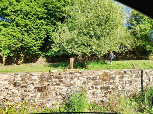 Photo de galerie - Tonte de pelouse - Débroussaillage