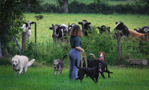 Photo de galerie - En contact avec des animaux depuis ma naissance, j’ai appris à grandir entourée de tout types d’animaux de taille, race et caractère différent. 
Je suis disponible pour garder vos animaux selon leurs besoins, avec beaucoup de câlins ou de jeux (au choix).